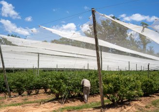 Organic blueberry farm in the morning. Photo by M. Raota/Shutterstock.com