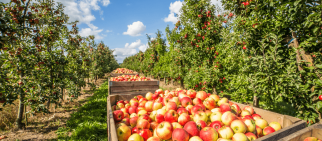 Apple crates in orchard. Photo by powell'sPoint/Shutterstock.com