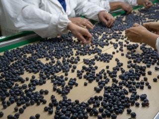 Het sorteren van blauwe bessen in het pakstation. Foto van Raota/Shutterstock.com