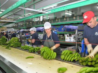 Sorting and grading bananas in a packhouse. Photo by Salvador Aznar/Shutterstock.com