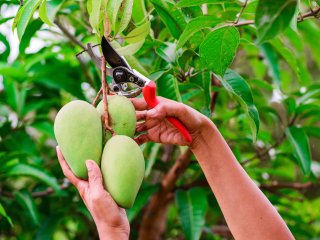 Het oogsten van mango's/ Foto van Take Photo/Shutterstock.com