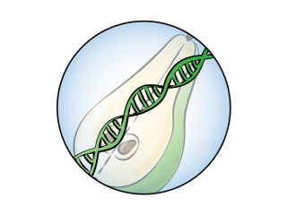 Genomics bestudeert het DNA van een vers product. Illustratie gemaakt door Daria Chrobok/DC SciArt voor WUR
