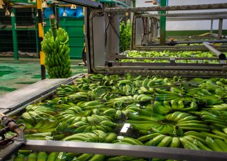 Bananen worden gewassen in een fabriek