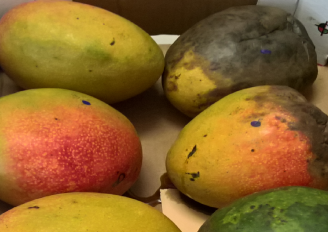 Een doos met mango's van slechte kwaliteit. Foto van WUR
