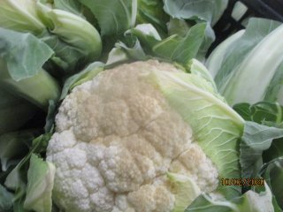 Cauliflower with sunburn  symptoms by not using a protective cover. Photo by N. Wols. 